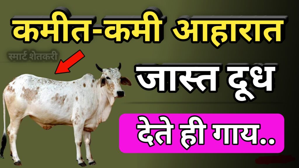 Rathi gay, rathi cow, राठी गाय,