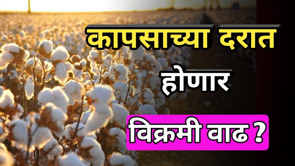 कापुस, kapus,