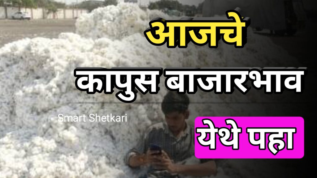 Kapus bajarbhav, कापुस बाजारभाव,