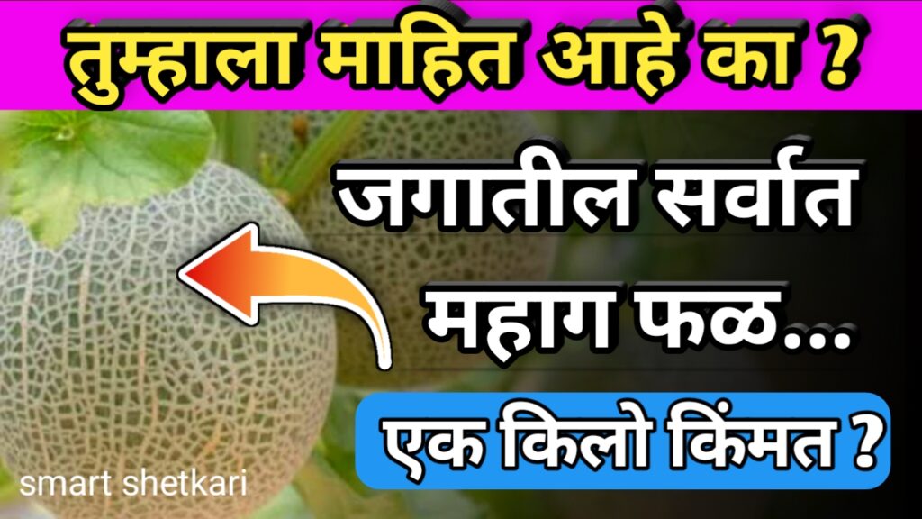 जगातील सर्वात महाग फळ, सर्वात महाग फळ,