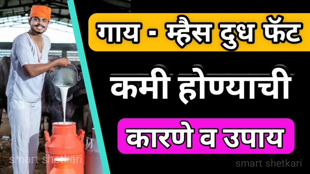 दुधातील फॅट, milk fat marathi, दूध मराठी, dudh marathi, गाय दूध, cow milk marathi, buffalo milk marathi, म्हैस दुध,