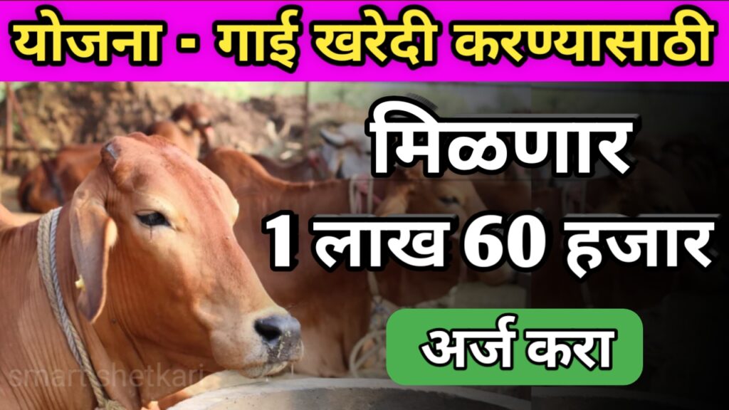 गाय गोठा योजना, gay gotha yojna, maharashtra yojna, maharashtra scheme, महाराष्ट्र योजना,cow loan scheme,