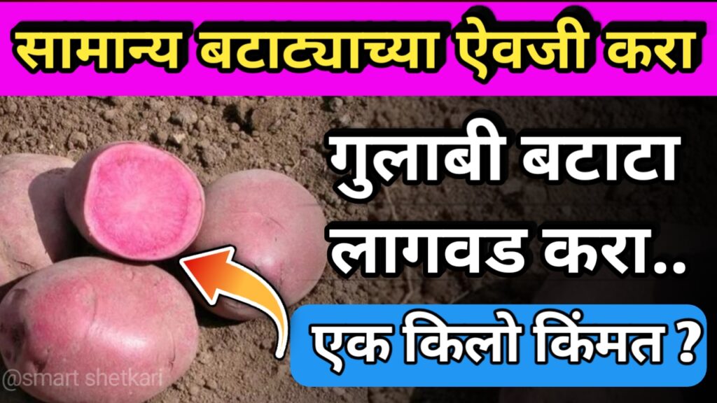 गुलाबी बटाटा, gulabi batata, pink potato, sheti mahiti, नवीन पीक,