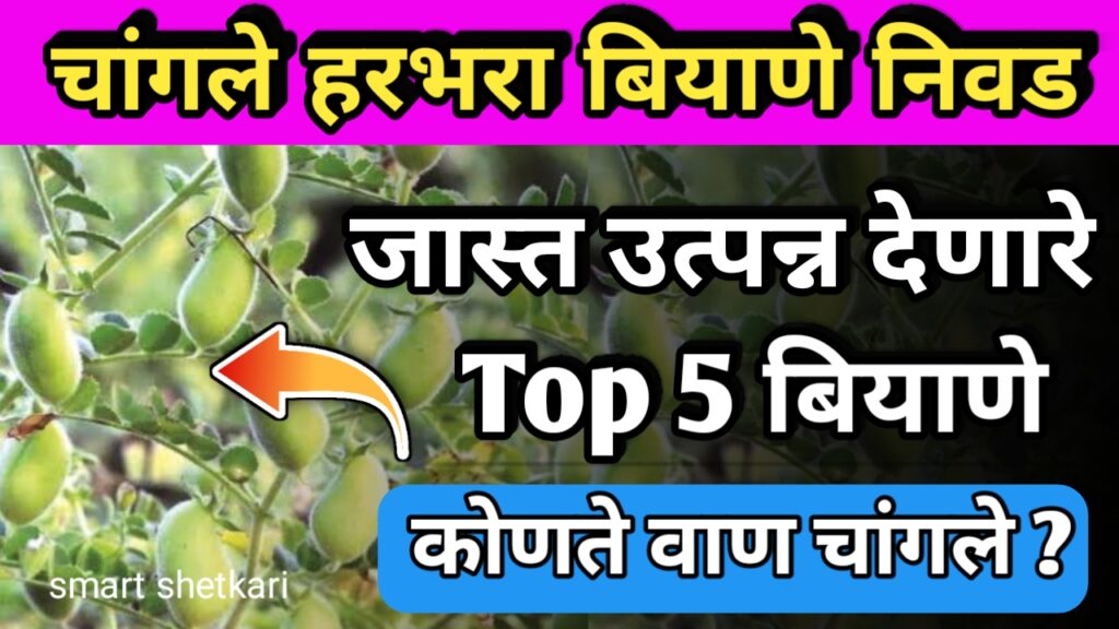 Harbhara biyane, हरभरा बियाणे,