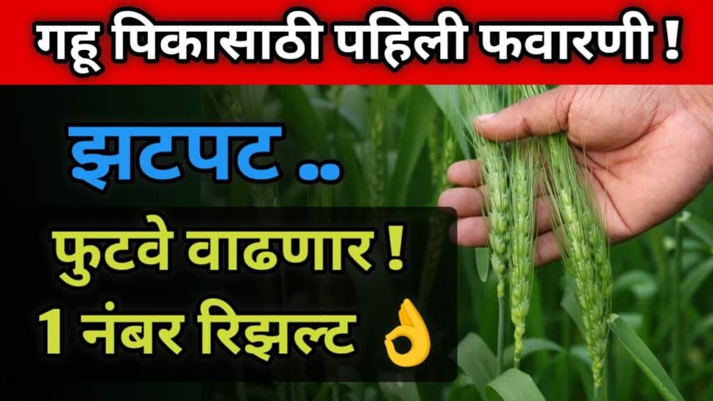गहू पिकासाठी पहिली फवारणी,gahu pik favarani, gahu pikasathi pahili favarani,