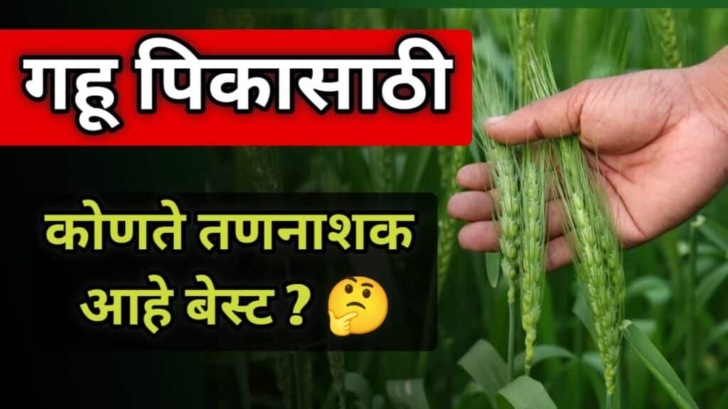 गहू तणनाशक,Gahu Tannashak,